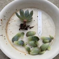 多肉植物,寄植えの画像