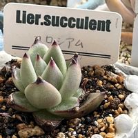 エケベリア,コロシアム,多肉植物,リエール苗の画像