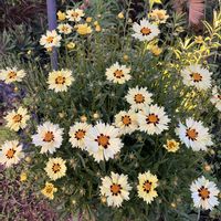 コレオプシス,コレオプシス,波斯菊 ハルシャギク,ハルシャギク（波斯菊）,美しいの画像