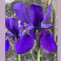 アヤメ,ヨモギ,花のある暮らし,お花大好き♡,今日のお花の画像