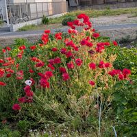 ヒナゲシの画像