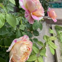 薔薇 クロード・モネ,薔薇 クロード・モネ,バラ 鉢植え,デルバール,薔薇♪の画像
