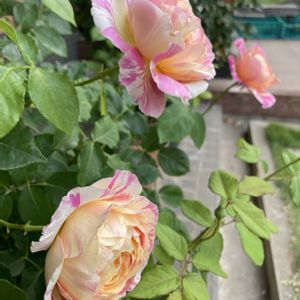 薔薇 クロード・モネ,薔薇 クロード・モネ,バラ 鉢植え,デルバール,薔薇♪の画像