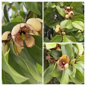 カラタネオガタマ,樹木の花の画像