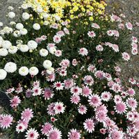 マーガレット,ボンザマーガレット,花のある暮らし,花が好き,寒冷地の画像