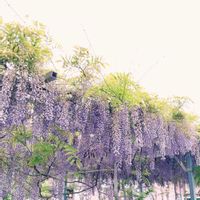 フジの画像