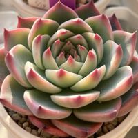 斑入りタイトゴメ,ミックスべリア 眠り姫,ピーチコロン,多肉植物,セダム属の画像