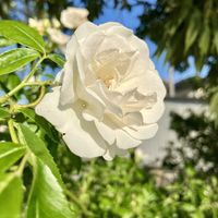 アイスバーグ,つるバラ,花のある暮らし,GSに感謝。,幸福の画像