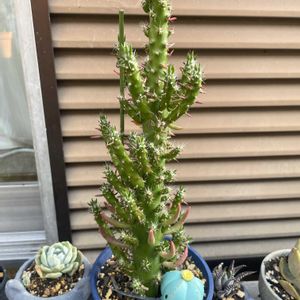 サボテン,姫将軍,多肉植物,多肉寄せ植え,ガーデニングの画像
