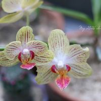 ミニ胡蝶蘭,鉢植え,洋ラン,花のある暮らし,HTCの画像