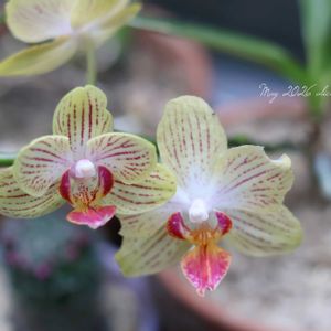 ミニ胡蝶蘭,鉢植え,洋ラン,花のある暮らし,HTCの画像