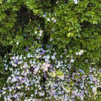 ニオイバンマツリ,樹木の花の画像