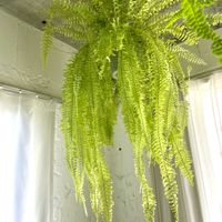 ネフロレピス,ネフロレピス・ハッピーマーブル,観葉植物,シダ植物,キキ　シダの画像
