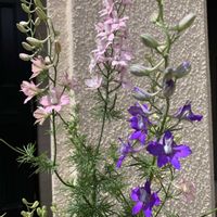 チドリソウ,開花,可愛い,和む,花のある暮らしの画像