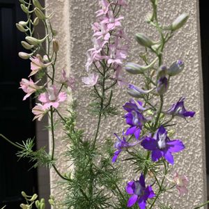 チドリソウ,開花,可愛い,和む,花のある暮らしの画像