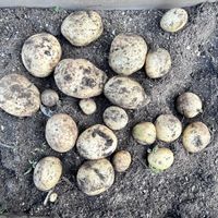 プランター菜園,ベランダ菜園,じゃがいもの収穫,母の誕生日,モザイク病の画像