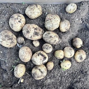 プランター菜園,ベランダ菜園,じゃがいもの収穫,母の誕生日,モザイク病の画像