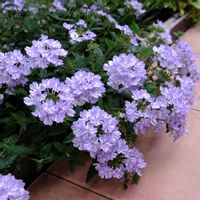 バーベナ,フォプシス・スティローサ,地植え,庭植え,グラウンドカバーの画像