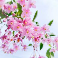 エゴノキ,エゴノキの花,エゴノキ ピンクチャイム,ガーデニング,庭木の画像