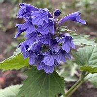 ヒイラギソウ,ミヤコワスレ,山野草,花のある暮らし,繋がりに感謝✨の画像