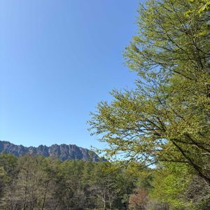 カツラ,カラマツ,杉並木,戸隠神社奥社杉並木,新緑の画像