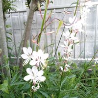 小さな花壇,白蝶草 ガウラの画像