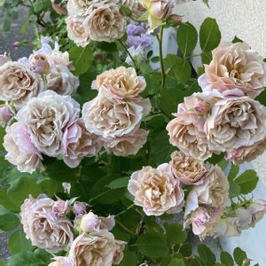 バラ いおり,バラ 鉢植え,薔薇♪,和ばら,ばら バラ 薔薇の画像