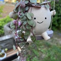 ハートカズラ,ハートカズラの画像
