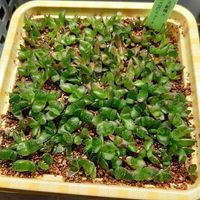 ハオルチア,ハオルシア,多肉植物,エケベリア属,ハオルチア属の画像