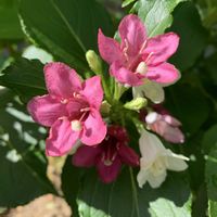 ウツギ,開花,可愛い,ご近所,和むの画像