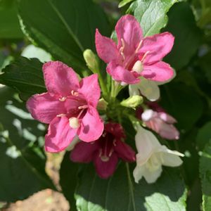 ウツギ,開花,可愛い,ご近所,和むの画像