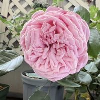 ベランダガーデン,開花,我が家のバラ,緑のある暮らし,バラ 結愛の画像