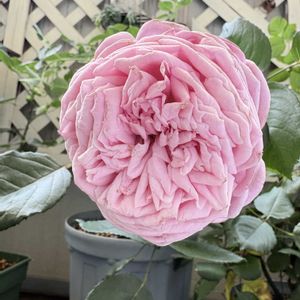 ベランダガーデン,開花,我が家のバラ,緑のある暮らし,バラ 結愛の画像