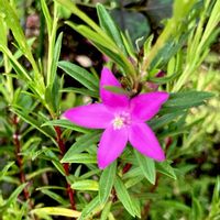 南十字星,サザンクロス(Crowea),小さな庭の画像