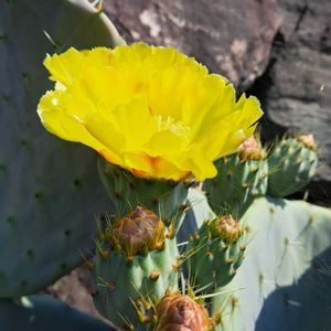 地植え,スマホ撮影,お出かけ先の画像