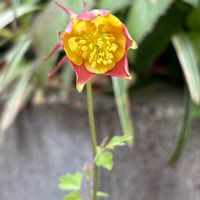 オダマキの画像