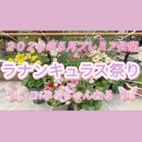 ラナンキュラス,ラナンキュラスラックス,おはようございます,お知らせ,庭作りの画像