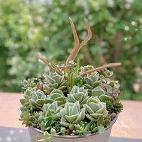 クーペリー,ラブリーローズ,多肉植物,育てやすい多肉植物,多肉植物寄せ植えの画像