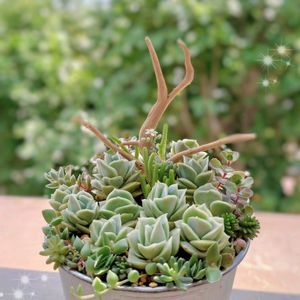クーペリー,ラブリーローズ,多肉植物,育てやすい多肉植物,多肉植物寄せ植えの画像