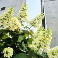カシワバアジサイ,通勤途中の画像