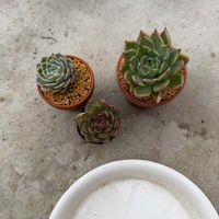 多肉植物,葉挿しの画像