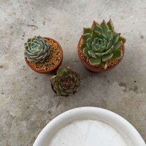多肉植物,葉挿しの画像