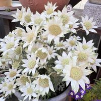フランネルフラワー,フランネルフラワー 天使のウインク,ナチュラルガーデン,可愛い,白い花の画像