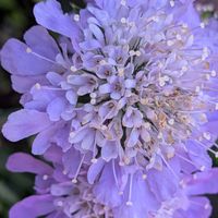 マツムシソウ,素敵✨✨✨,明るい色,美しい✨✨,スカピオサ(西洋松虫草）の画像