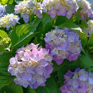 紫陽花 アジサイ あじさい,no green no life,GSに感謝。,ばら バラ 薔薇,エントランスの画像
