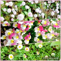 ネメシア,ポリゴナム（ヒメツルソバ）,エリゲロン,花のある暮らし,マンションの敷地内の画像