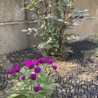 千日紅,千日紅,銅葉ぷちダリア,銅葉ぷちダリア,庭の画像