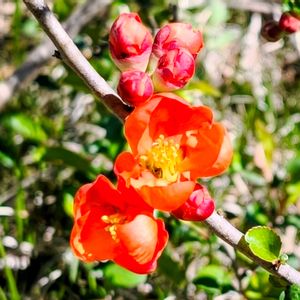 コブシ,湿原,クサボケ,登山,季節の花の画像