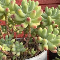 乙女心,乙女心,多肉植物,可愛い,緑のある暮らしの画像