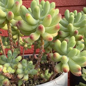 乙女心,乙女心,多肉植物,可愛い,緑のある暮らしの画像
